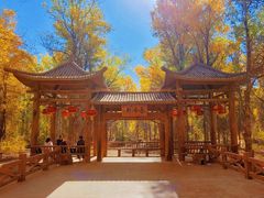 -金塔沙漠胡杨林景区