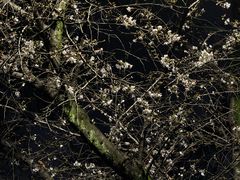 -武汉大学-樱园