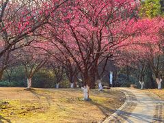 -杭州植物园
