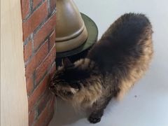 -豆逗聊愈猫阁Easy Life