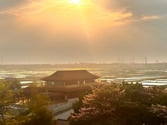 -大湾区中央湿地公园