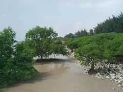 退潮后的海岸线-宝安西湾红树林湿地公园
