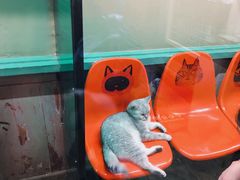 -猫咪博物馆(顶澳仔猫街店)