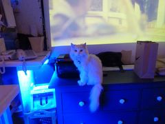 傲娇猫-Sirena海妖日咖夜酒