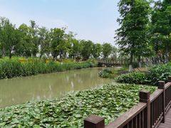 -九科绿洲