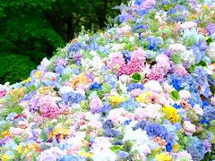 -上海共青森林公园