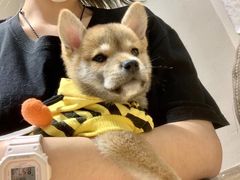 -逗柴咖啡屋·狗咖猫咖宠物桌游