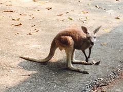 -清迈夜间动物园