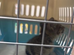 -瑞派康怡24h宠物医院·犬猫医疗中心·微创绝育(瑞景分院)