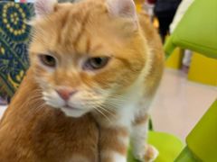 -平行世界·猫咖(首经贸店)