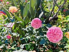 -人民公园(罗湖区)