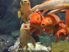 -上海海洋水族馆