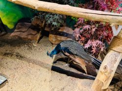 -未来动物城动物主题公园(大悦城店)