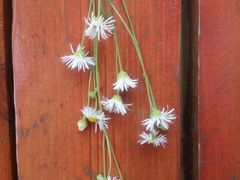 -商洛老君山旅游风景区