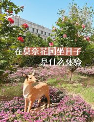 -雪绒花月子会所(祥盛店)