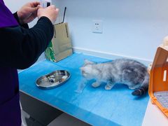 -关爱宠物医院·猫科中心·消化科(滨湖万达分院)