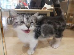-藏猫猫咖啡主题馆(中央大道店)