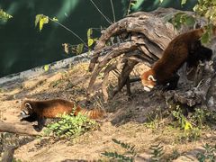 -大连森林动物园