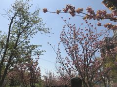 -顾村公园
