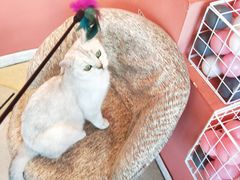 -藏猫猫咖啡主题馆(中央大道店)