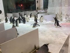 -大连圣亚海洋世界