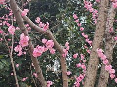 -无锡梅园公园