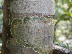 -海南热带雨林国家公园吊罗山景区