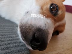 -哆趣宠物医院·眼科·内镜·急重症转诊中心(上海店)