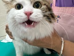 -北京观赏动物医院·24小时大型综合·猫专科·异宠专科