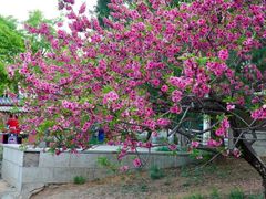 -北京西山国家森林公园