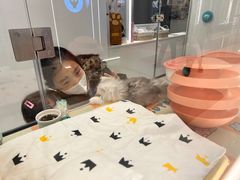 -babydoll猫舍·米努特·德文·缅因(久光中心店)