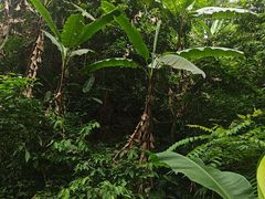 -西双版纳基诺山寨