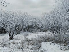 -王顺山国家森林公园