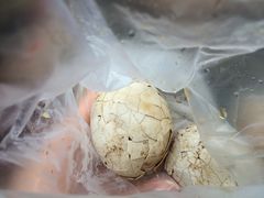 -金盆阿嬷香菇茶叶蛋(玄光店)