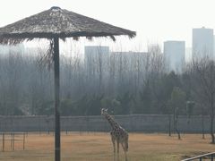 -合肥野生动物园
