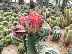 -深圳仙湖植物园