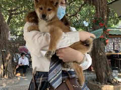 -柴犬高等学院·狗咖·柴犬售卖·宠物训练