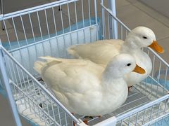 -怪兽屋·羊驼·猫咖·狗咖(俊华广场店)