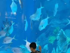 -迪拜水族馆及水下动物园