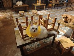 -猫猫幼稚园·撸猫·桌游·电玩