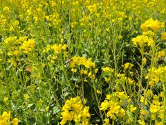 -名花谷生态庄园