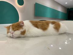 -飞行喵MR PILOT|猫舍·猫咖(静安大融城店)