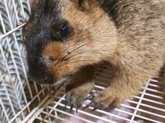 -楼上猫咖(罗湖店)