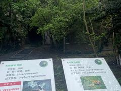 -都江堰中华大熊猫苑