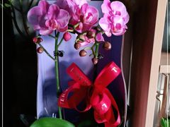 -FEI FEI FLOWER鲜花店·气球派对·宝宝宴布置(虹口德必运动Loft店)