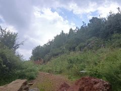-长虫山生态公园风景林