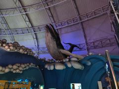-烟台海昌鲸鲨海洋公园