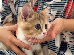 -芭比堂动物医院·心脏科·老年急重症·夜诊·吉雅分院