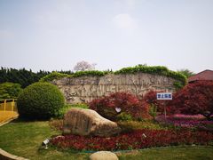 -嘉定紫藤园