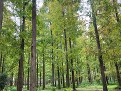 -黄海国家森林公园